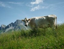 Lech Zürs am Arlberg Käse               5