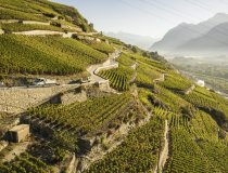 Crans Montana Vine 2