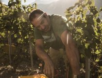 Crans Montana Vine 3
