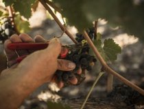 Crans Montana Vine 6