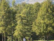 Crans Montana Golf  9
