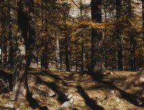 Courmayeur Guardian of the Forest   2