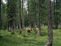 Cortina  Alpine Cuisine  3