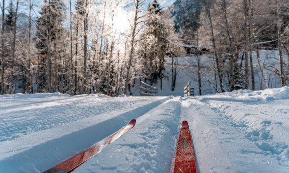Langlaufskier gleiten über die weiße, verschneite Landschaft unter Sonnenstrahlen zwischen Bäumen.