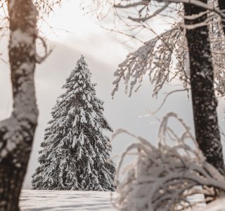 Schneebedekte Landschaft im Wald