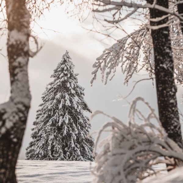 Schneebedekte Landschaft im Wald