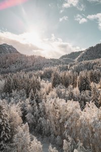 Schneebedeckter Wald bei Sonnenschein