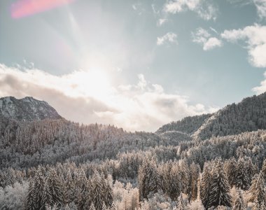 Schneebedeckter Wald bei Sonnenschein