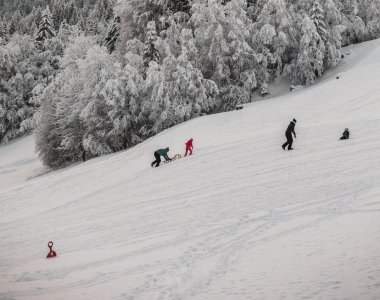 Mehrere Personene, die am Waldrand Schlittenfahren