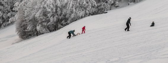 Mehrere Personene, die am Waldrand Schlittenfahren