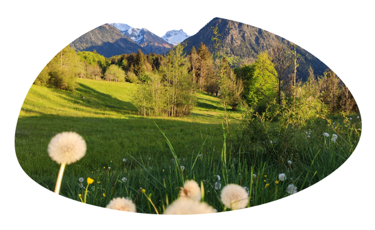 Grüne Wiese mit Pusteblumen und Bergblick