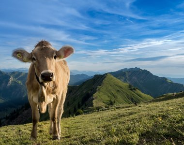 Berweiden im Allgäu
