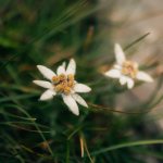 Zwei Edelweiß blühen im Sommer in den Allgäuer Alpen