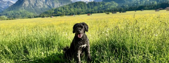 Hunde Paradies