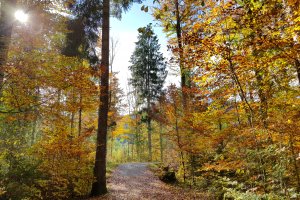 Leuchtende Herbstbäume