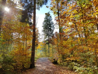 Leuchtende Herbstbäume