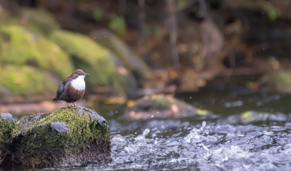 Wasseramsel - Foto: AdobeStock - Alex Cooper