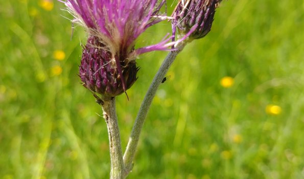 Bach-Kratzdistel