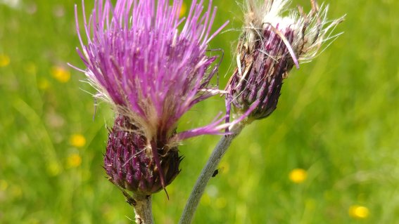 Bach-Kratzdistel Zwei lila Blumen wachsen auf einer grünen Wiese während eines sonnigen Sommertages in der Natur.