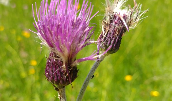 Bach-Kratzdistel Zwei lila Blumen wachsen auf einer grünen Wiese während eines sonnigen Sommertages in der Natur.