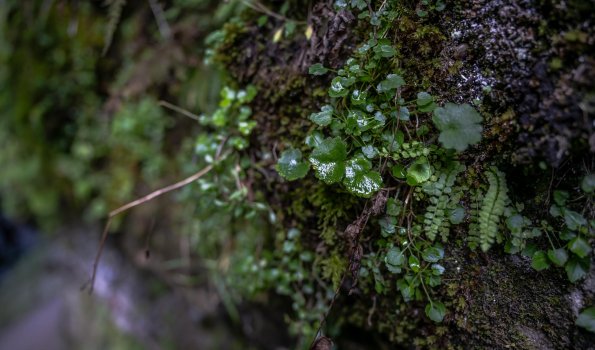 Einzigartiger Lebensraum Grüne Pflanzen wachsen an einer feuchten Wand. Die Umgebung ist voller Moos und lebendiger Pflanzen.