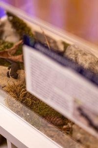 In der Ausstellung sieht man eine Vitrine mit verschiedenen Tieren. .