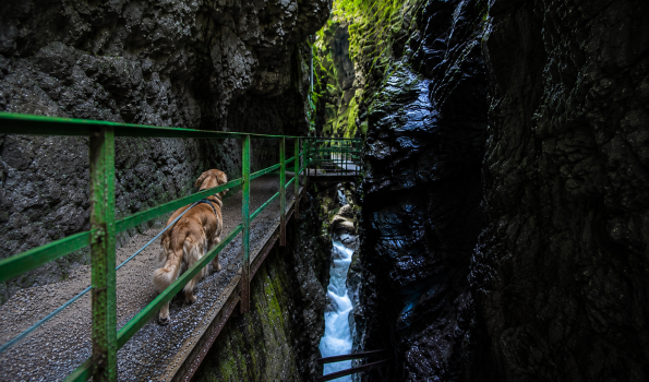 Mit dem Hund durch die Klamm Ein Hund der an der Leine durch die Breitachklamm läuft.