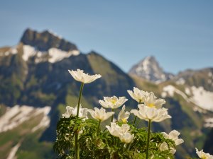 Hahnenkoepfle-juni-JJW 4742