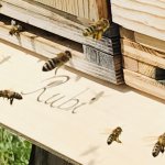 Bienenflug zum Magazin