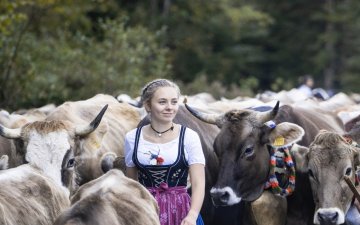 Viehscheid Oberstdorf -Alpe Bierenwang -
