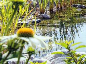 Alpglueck Bilder Blumensee