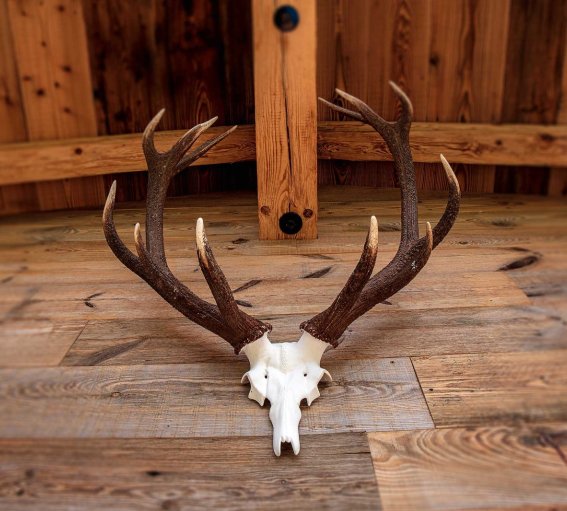 Geweih auf einem Holzfußboden in einem Raum Ein Geweih liegt auf dem Holzboden in einem rustikalen Raum. Der Raum hat eine gemütliche Atmosphäre mit Holzdetails.