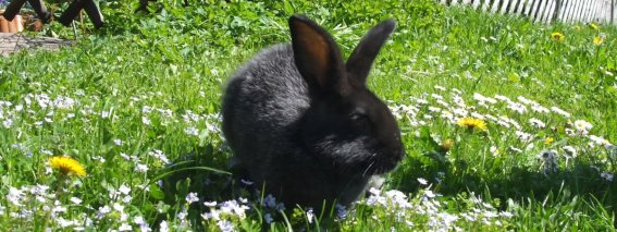 unser kleiner Kuschelhase