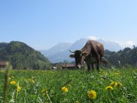 unsere Kuh