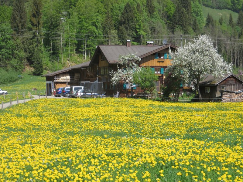 blühende Wiesen