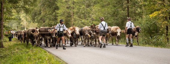 Viescheid in Oberstdorf die Kühe kommen durch den Wald