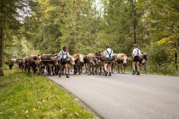 Viescheid in Oberstdorf die Kühe kommen durch den Wald