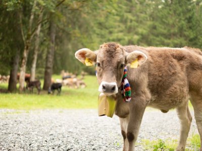 Viehscheid - Das Jungvieh sammelt sich im Stillachtahl