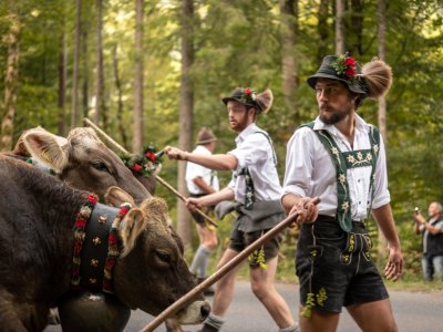 Viehscheid - Die Hirten treiben die Tiere von den Alpen