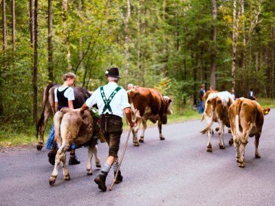 Viehscheid - Auf dem Weg richtung Scheidplatz