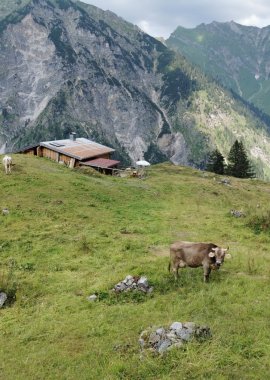 Der Hahnenkopf mit Kühe und Berghütte
