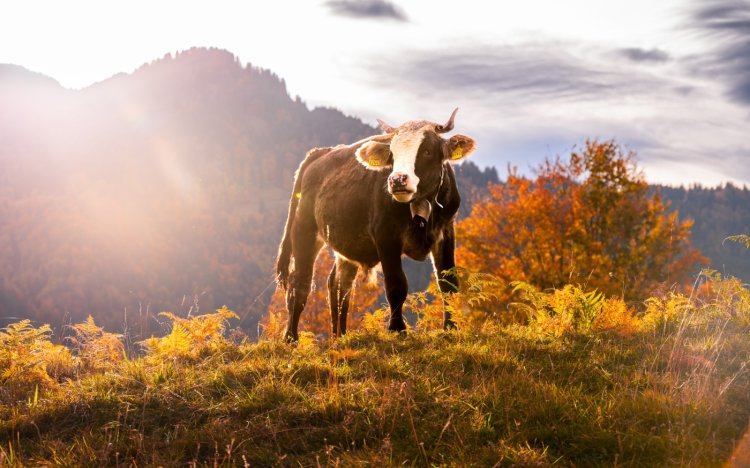Kühe im Herbst, was gib es schöneres
