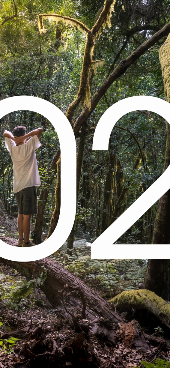 Eine Person mit T-Shirt und Shorts steht im dichten Wald und blickt nach oben, umgeben von hohen Bäumen und grünen Blättern.
