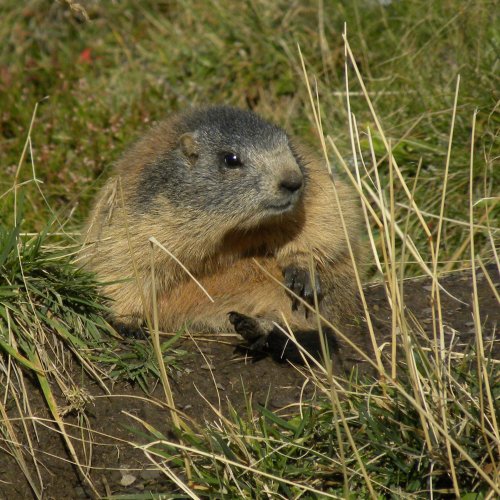 Murmeltiere mit dem Spektiv beobachten