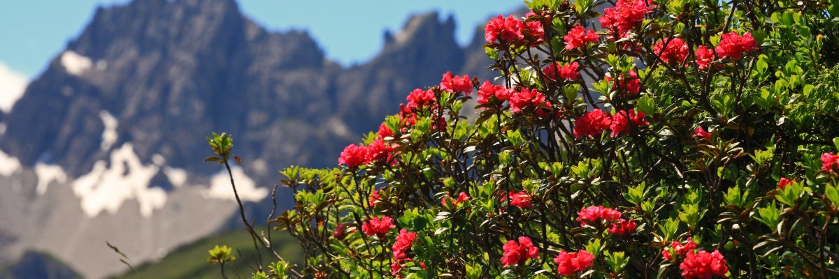 Alpenrosen am Fellhorn