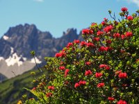 Alpenrosen am Fellhorn