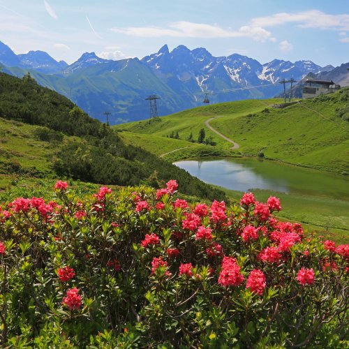 Alpenrosenblüte