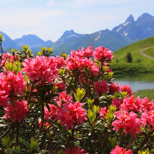 Alpenrosen am Fellhorn