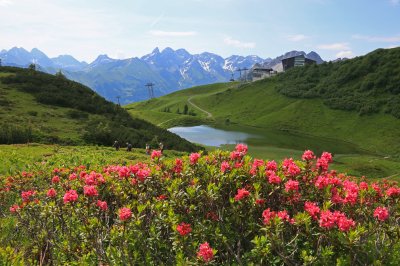 Alpenrosenblüte am Schlappoldsee