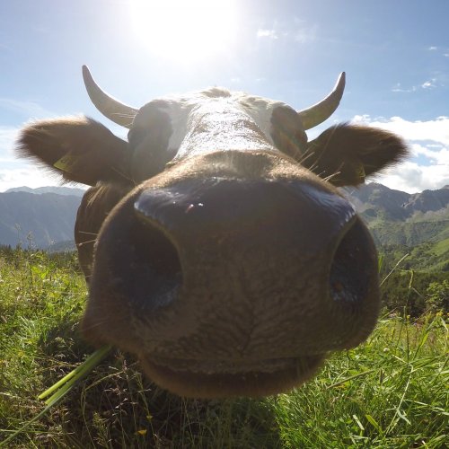 Neugierige Kuh am Fellhorn